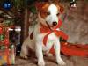 <b>დასახელება: </b>Christmas_9, <b>დაამატა:<b> nika99755555<br>ზომა: 1024x768, 175.1 Кб