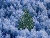<b>დასახელება: </b>Christmas_53, <b>დაამატა:<b> nika99755555<br>ზომა: 1500x1125, 350.1 Кб