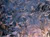 <b>დასახელება: </b>Morning Frost - 1600x1200 - ID 36, <b>დაამატა:<b> nika99755555<br>ზომა: 1500x1125, 499.7 Кб