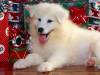 <b>დასახელება: </b>Christmas_37, <b>დაამატა:<b> nika99755555<br>ზომა: 1500x1125, 196.1 Кб