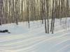 <b>დასახელება: </b>Winter Birch and Aspen Forest, Al, <b>დაამატა:<b> nika99755555<br>ზომა: 1500x1125, 257.8 Кб