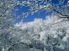 <b>დასახელება: </b>Snow-Covered Trees, Percy Warner, <b>დაამატა:<b> nika99755555<br>ზომა: 1500x1125, 367.7 Кб