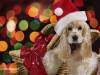 <b>დასახელება: </b>puppysanta-1024, <b>დაამატა:<b> nika99755555<br>ზომა: 1024x768, 255.9 Кб
